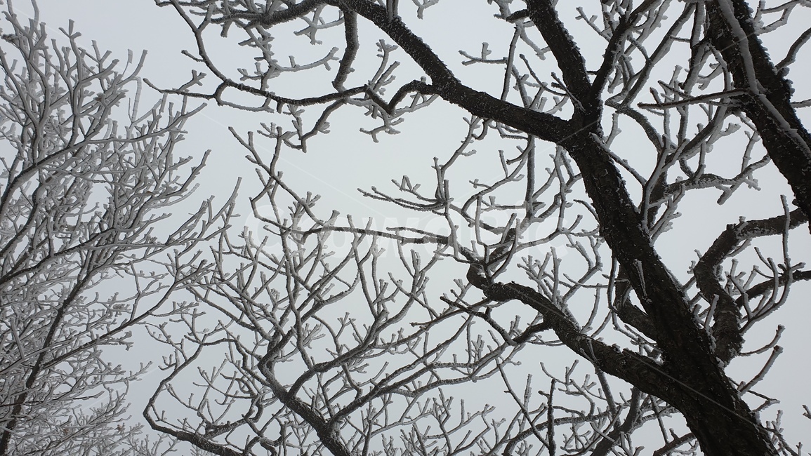 눈,겨울,눈꽃,나무,겨울나무,산,nature,자연,outdoors,옥외