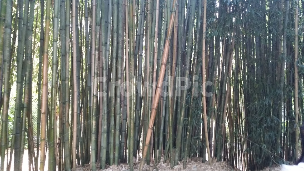 대나무,숲,집단,조화로움,녹색갈색,식물,자연,plants,nature,나무,trees,wood