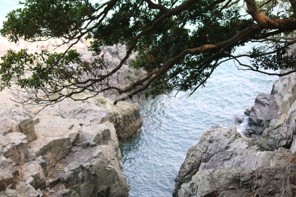 갯바위,자연,바닷가,풍경,소나무,자연,풍경,nature,landscape,식물,plants,나무,trees,wood,promontory,곶,outdoors,옥외,cliff,낭떠러지,water,물