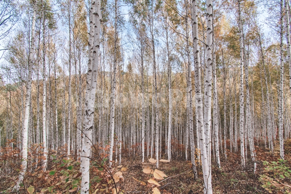 tree,나무,plant,식물,인제자작나무,자작나무,원대리자작나무,자작나무숲,자연,풍경,nature,landscape,식물,plants,나무,trees,wood