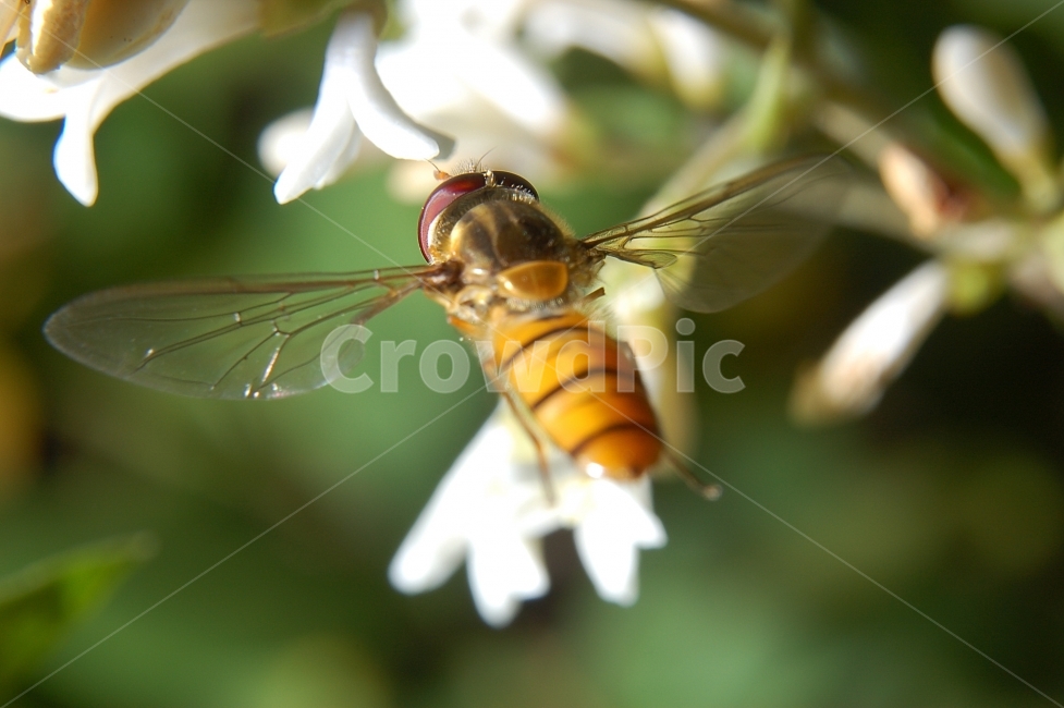 자연,접사,매크로,마이크로,곤충,Nature,closeup,macro,micro,insects,등에,비행,식물,자연,plants,nature,꽃,flower,동물,animal,곤충,벌레,insect,bug