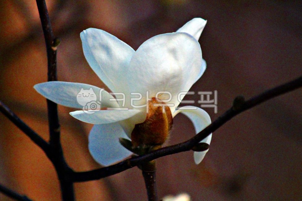 white flower,nature,magnolia flower,flower,spring,spring flowers,magnolia,plants,plant,season,Emotion