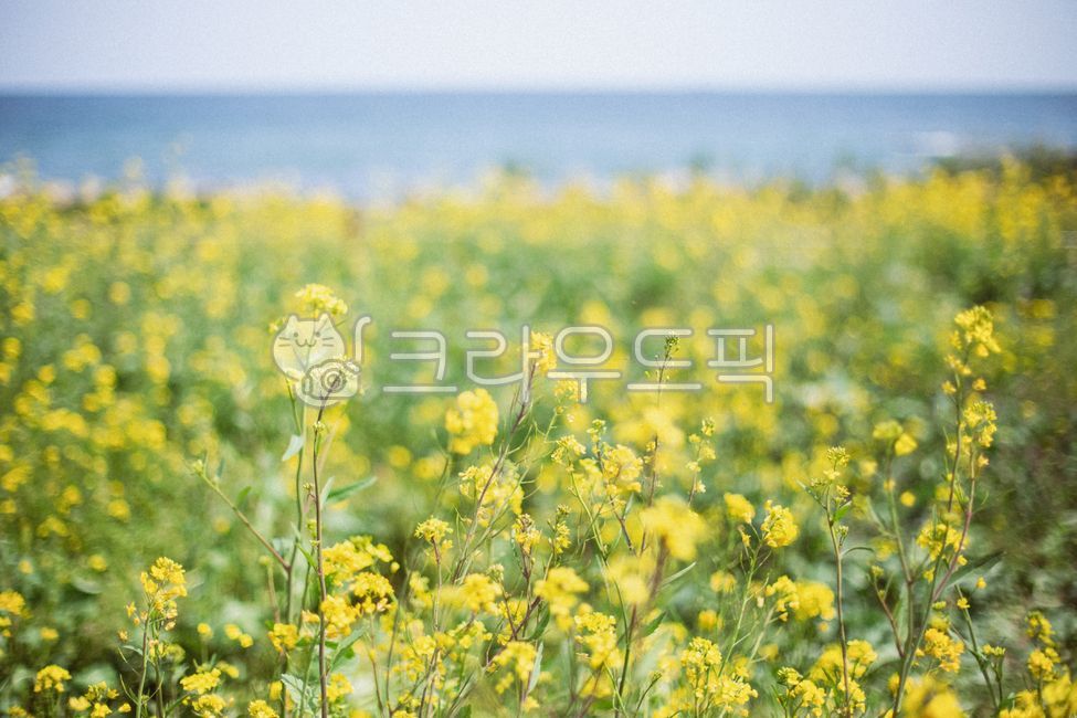 spring,ocean,rape flower,flower garden,flower