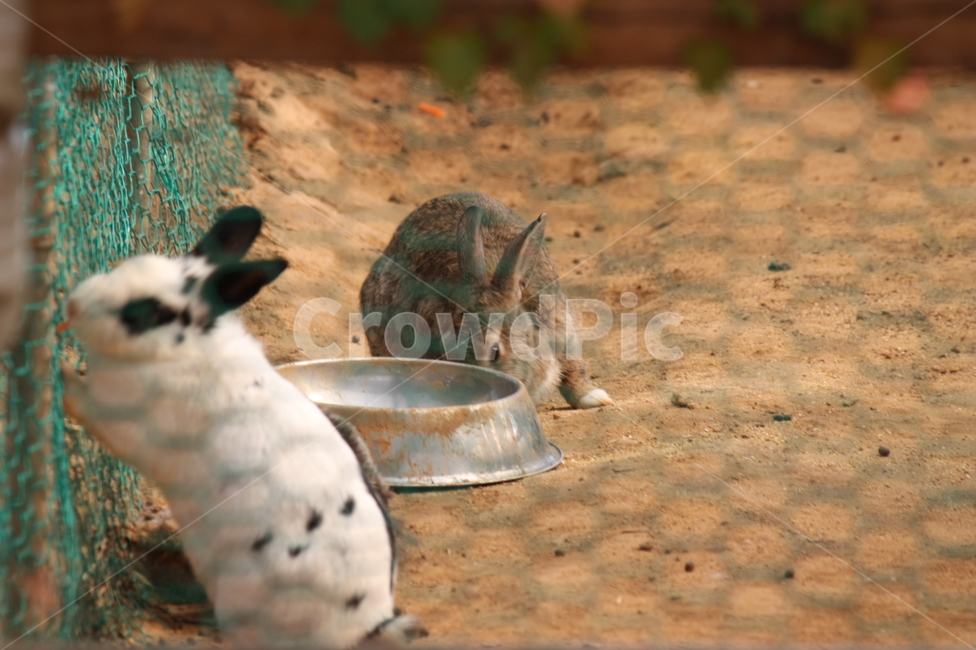 토끼,귀여움,먹이,농장,동물,이쁜이,동물,animal,포유류,mammal