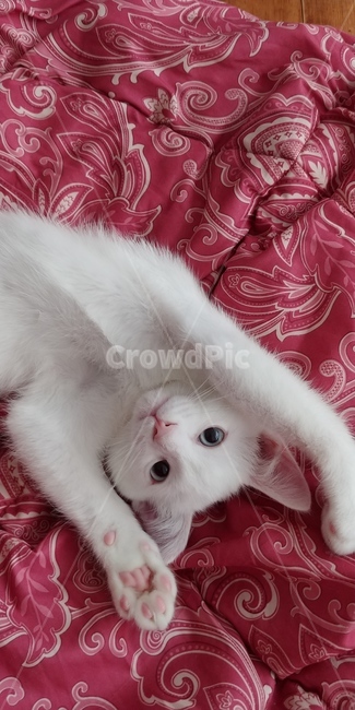 고양이,반려묘,동물,포유류,아기고양이,야옹이,냥이,새끼고양이,cat,pet,동물,animal,포유류,mammal,고양이,cat,kitten,kitty