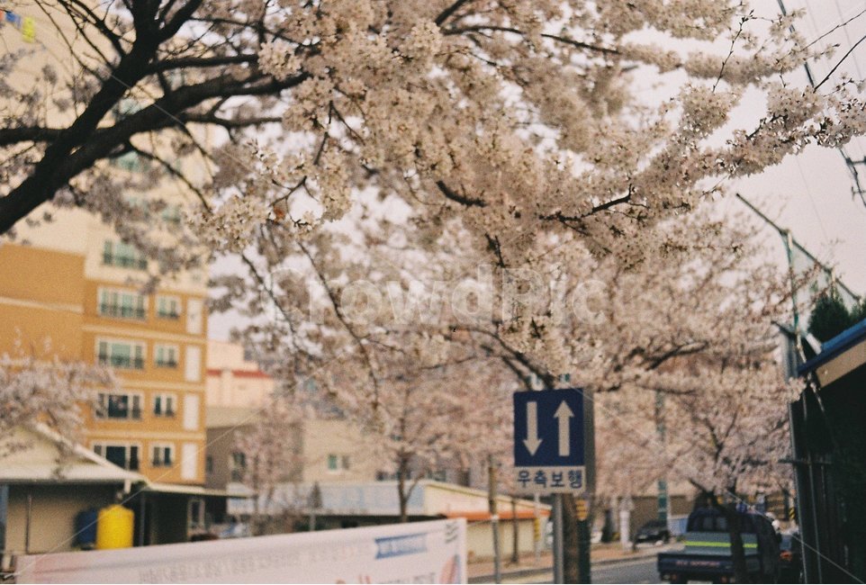 봄,벚꽃,필름,풍경,필름사진,봄,계절,spring,season,식물,자연,plants,nature,꽃,flower,plant