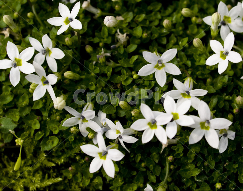 꽃,아웃포커싱,별꽃,flower,자연,식물,자연,plants,nature,꽃,flower