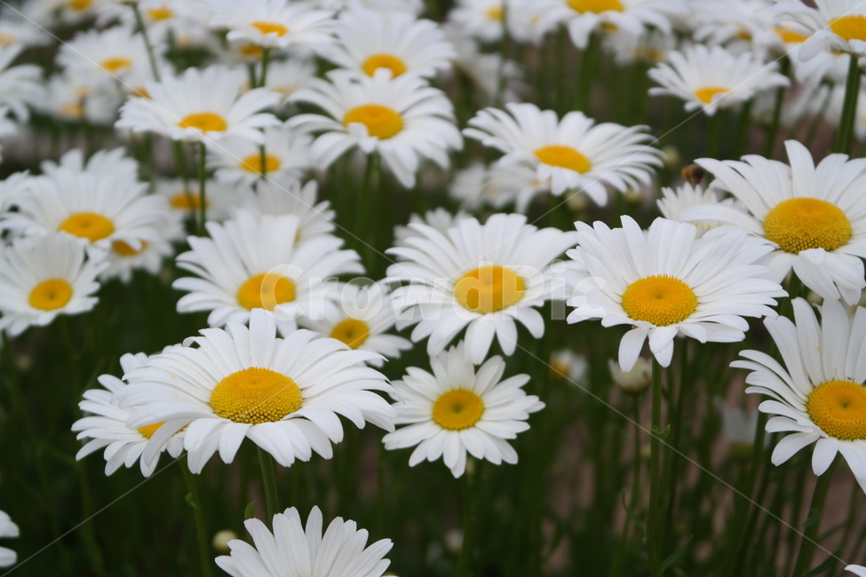 마가렛,마거리트,꽃,marguerite,감성,white,yellow,blossom,flower,꽃밭,자연,식물,plant,만개,국화과,식물,자연,plants,nature,꽃,flower