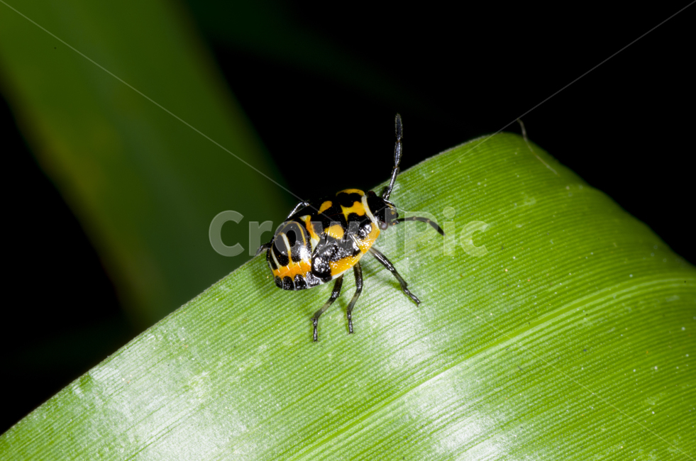 접사,노린재,곤충,여름,풀잎,가을곤충,여름곤충,가을,곤충,벌레,insect,bug