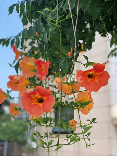 꽃,flower,식물,능소화,여름꽃,잎,plant,leaf,여름,summer