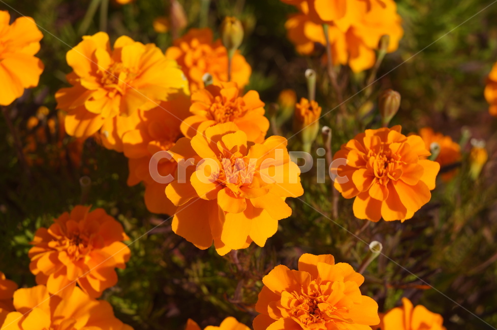 Cheonsu Guk,Asteraceae plants,African Marigold,marigold,yellow flower,fall flowers,fall flower bed