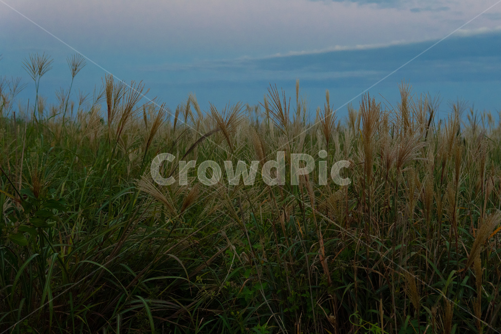 plant,식물,grass,억세풀,가을하늘