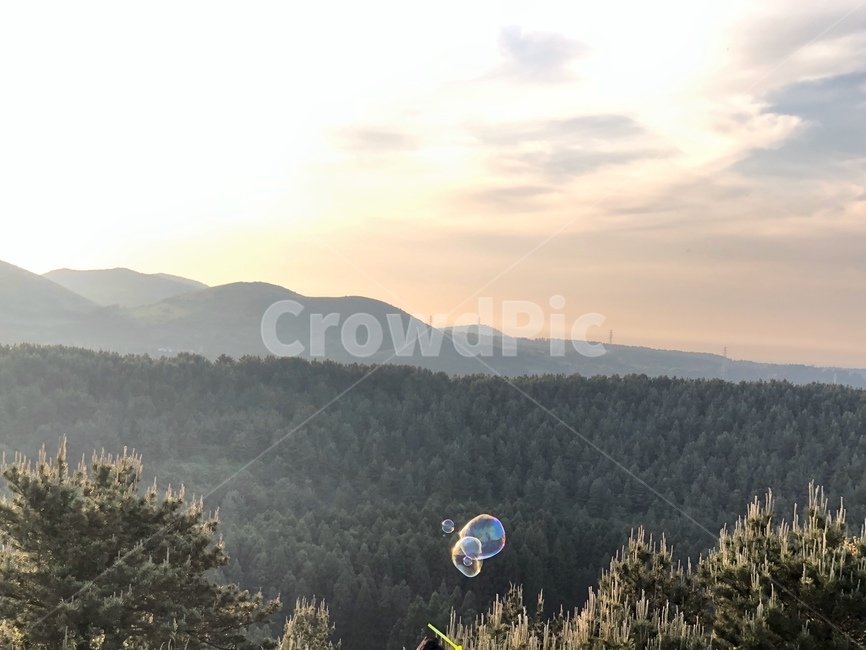 나무,식물,tree,plant,비눗방울,제주도,오름,아부오름,해질녘