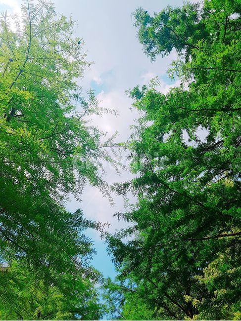 나무,하늘,구름,여름,초록,sky,tree