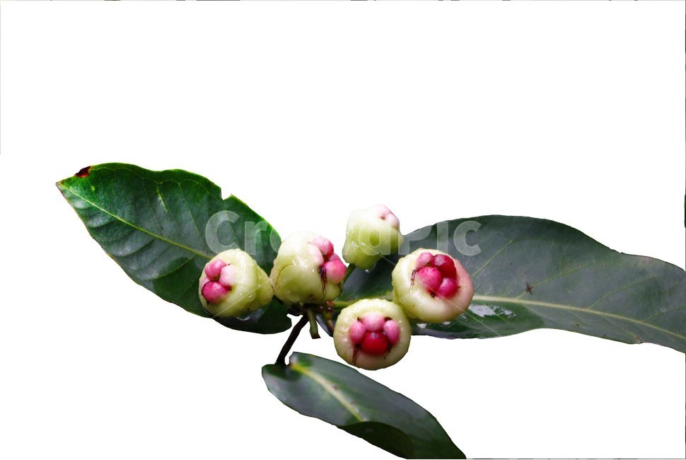 식물,fruit,과일,식품,무화과