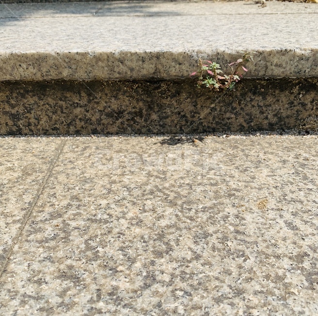 계단,들풀,계단들풀,steps,wildgrass,생명력