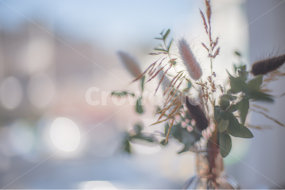 식물,자연,강아지풀,봄,봄식물,식물,자연,plants,nature,실내용화초,화분,화초,house plant,감성,sensible,feeling,인테리어,실내디자인,interior design