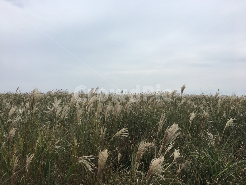 갈대밭,갈대,우울한,감성적인,우중충한,가을,계절,fall,autumn,season,자연,풍경,nature,landscape,grass,잔디,plant,식물,lawn,reed