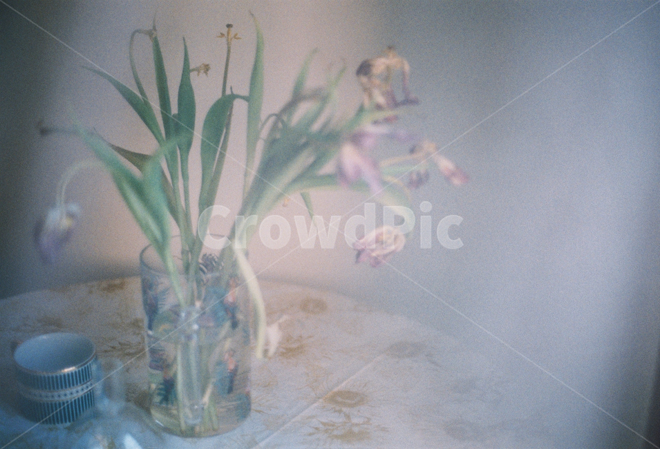 감성사진,필름사진,꽃,테이블,탁자,꽃,flower,감성,sensible,feeling