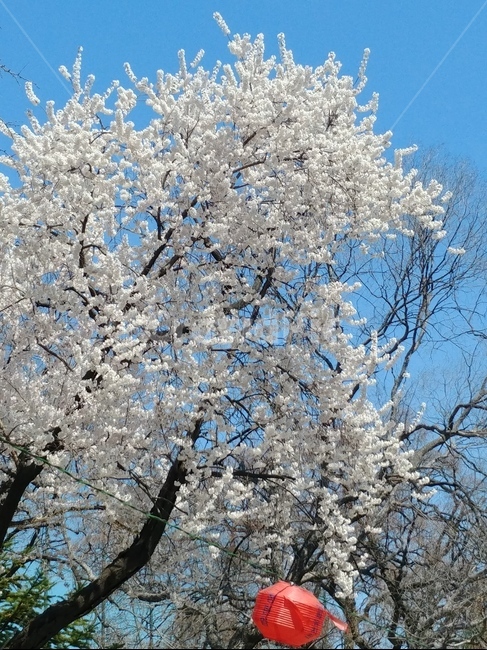 봄,벚꽃,꽃,분홍꽃,spring,flower,벚꽃축제