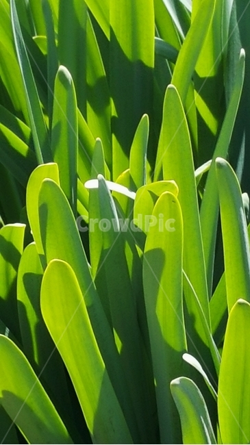 plant,식물,초록,빛,아침,wheat,식물,자연,plants,nature,농업,농사,agriculture,farming,farming industry