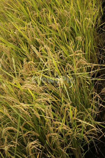 벼,논,쌀,곡식,식물,산업,industry,industrial,농업,농사,agriculture,farming,farming industry