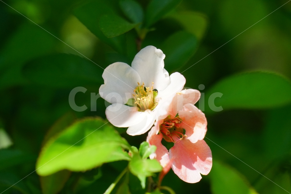 꽃사과,사나과무,식물,자연,잎사귀,이파리,플라워,flower,nature,나무,tree,꽃,꽃사진,접사,봄,spring,5월,macro,may,나뭇가지,식물,자연,plants,nature,꽃,flower