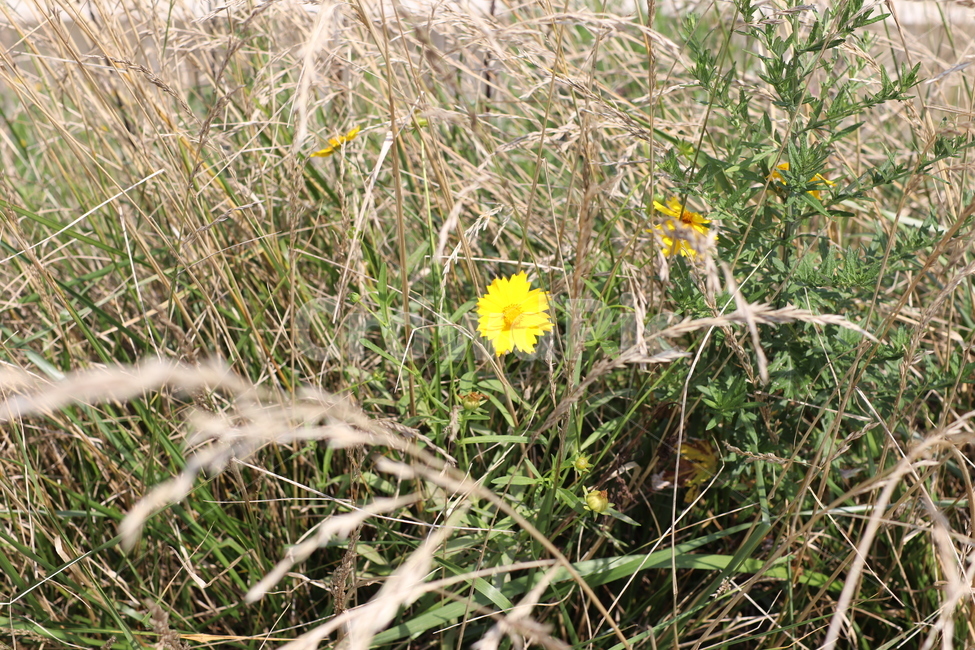 꽃,노란꽃,노랑,노랑색,여름꽃,flower,yellow,한송이,갈대,갈대밭,풀,풀밭,summer,여름,꽃밭,맑은,고독,고독한,하나,1,자연,nature,자연물