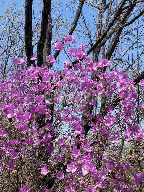 꽃,진달래꽃,진달래,봄,봄꽃,식물,핑크꽃,flower,plant,blossom,분홍꽃