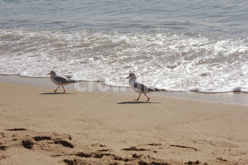 해변,갈매기,커플,파도,새,해안선,sea,bird