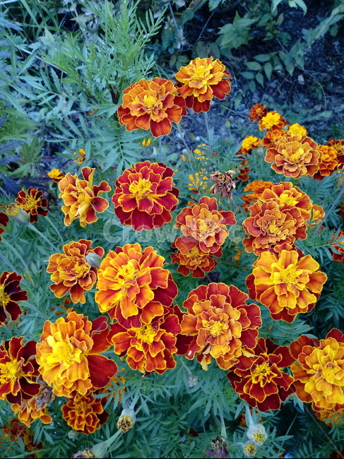 꽃,식물,plant,flower,하국,도경,금잔화,금송화,메리골드,식물,자연,plants,nature,꽃,flower