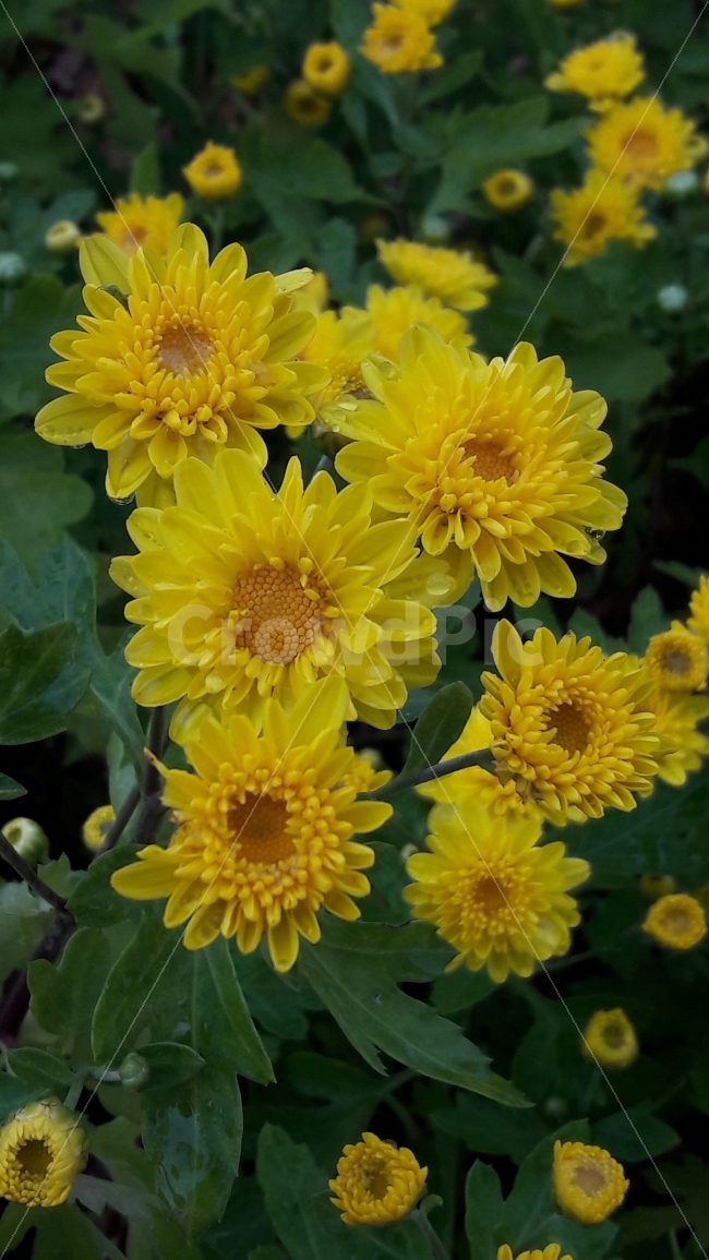 꽃,노란,국화,초록,짝사랑,식물,자연,plants,nature,꽃,flower