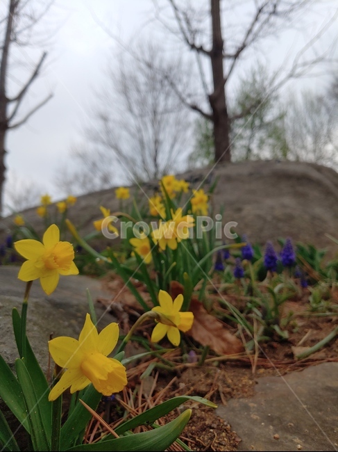수선화,narcissus,꽃,flower,봄,봄날,spring,식물,정원,garden,plant,돌,바위,rock,노랑,보라,자연,nature,수목원
