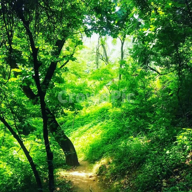 path,통로,vegetation,초목,plant,식물,trail,꼬리,nature,자연,outdoors,옥외,land,땅,rainforest,열대우림,tree,나무,jungle,밀림,숲,6월,초록,햇빛,둘레길