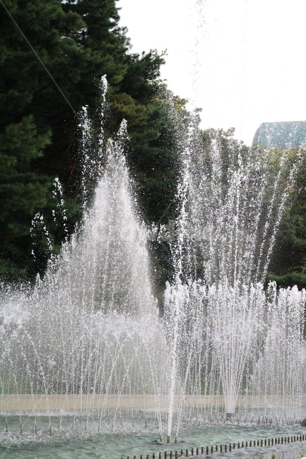 분수,분수대,물,공원,예술의전당,나무,소나무,자연,풍경,nature,landscape,water,fountain