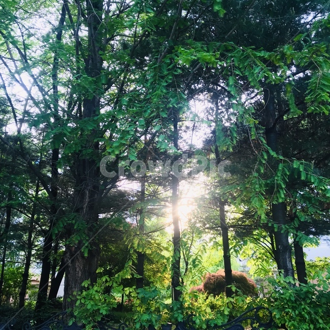 숲,풀,나무,자연,풍경,햇빛,nature,tree,forest,sunlight,wood,힐링,감성,햇살,나뭇잎,울창한,푸른,따스한,자연,풍경,nature,landscape,휴식,힐링,rest,relaxation,healing,flare,플레어,light,빛