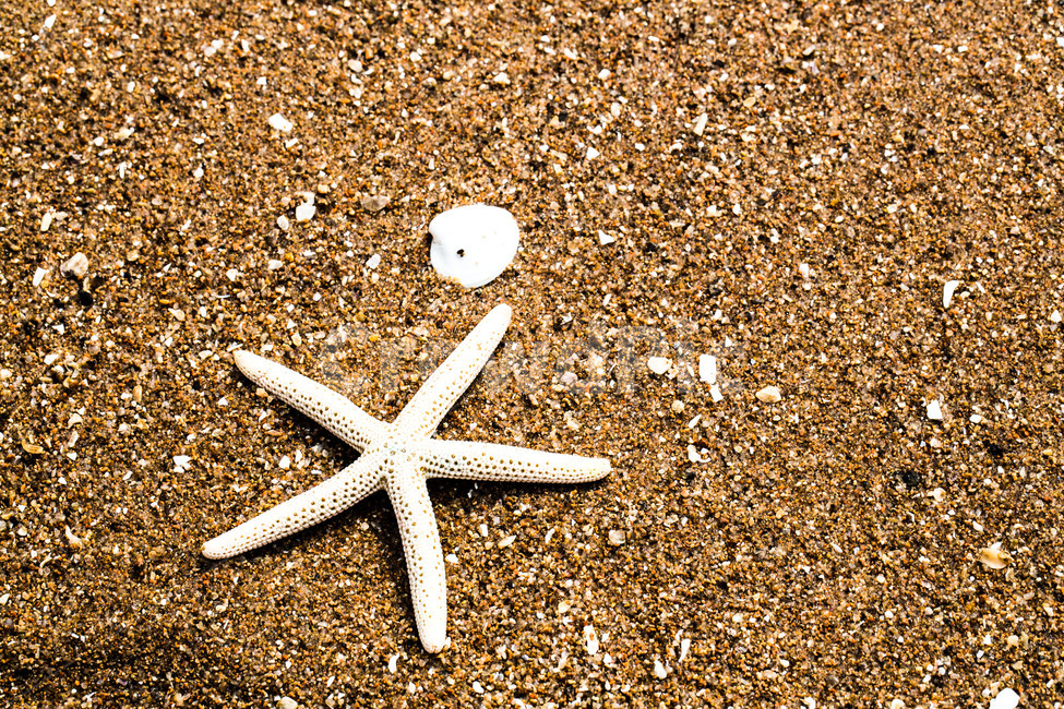 모래,바닷가,해안,불가사리,문양,무늬,휴가,휴양,해변,바다,beach,sea