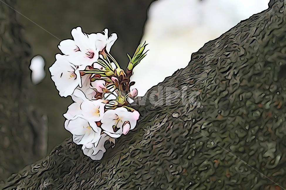 flower,blossom,꽃,벚꽃,식물