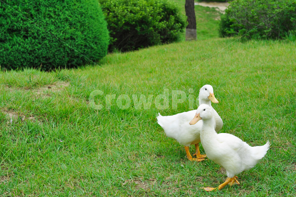 오리,잔디밭,집오리,새,가족,짝,동물,animal,조류,새,birds