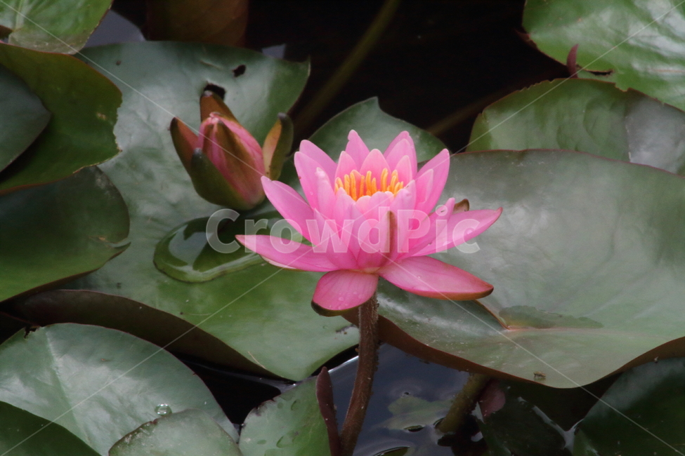 연,수련,수생식물,꽃,waterlily,식물,자연,plants,nature,꽃,flower