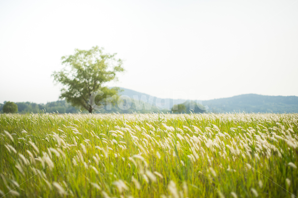 우음도,나무,억새,편안한느낌,flamegrass,자연,풍경,nature,landscape,식물,plants,나무,trees,wood,휴식,힐링,rest,relaxation,healing,field,들,grassland,목초지,outdoors,옥외,farm,농장,rural,농촌