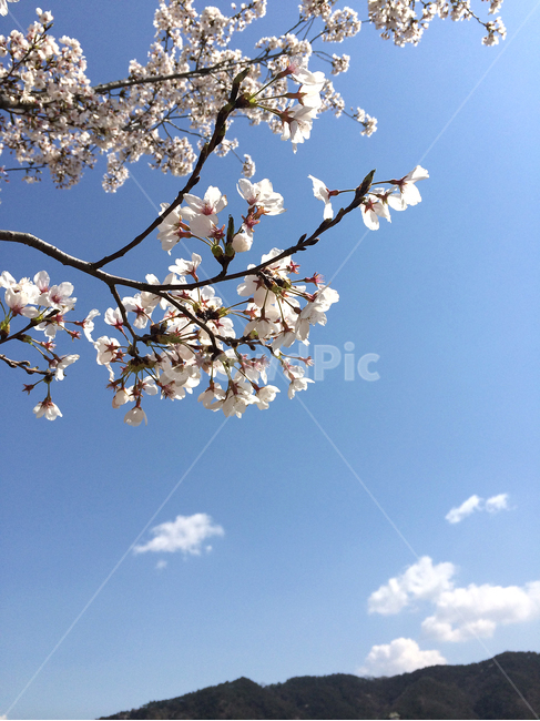 꽃,벗꽃,하늘,파란하늘,봄,구름,봄,계절,spring,season,자연,풍경,nature,landscape,plant,식물