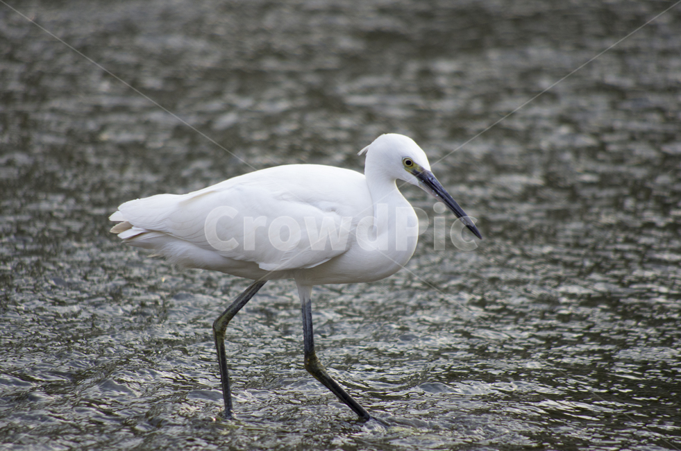 왜가리,백로,heron,흰새,하천,강가,시내,물가,새,감성,동물,화이트,부리,동물,animal,조류,새,birds