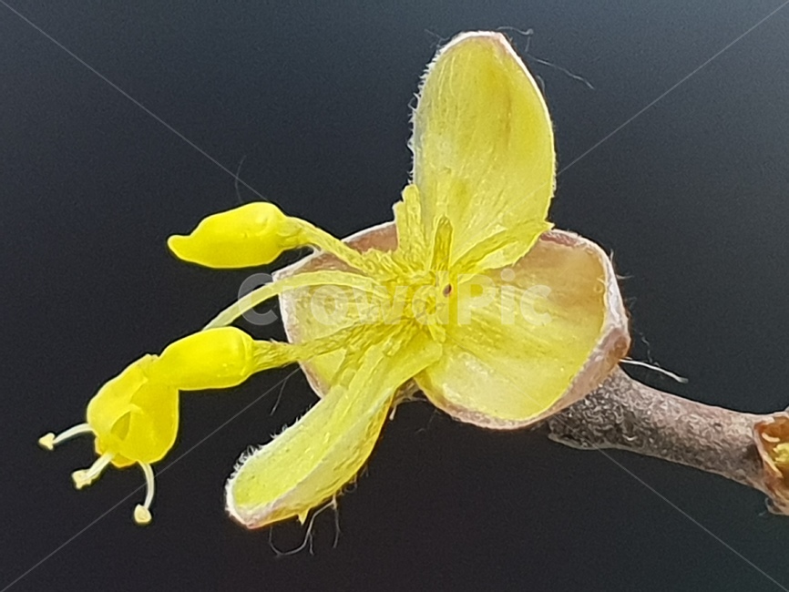 개나리,꽃,봄꽃,봄의전령,노랑꽃,식물,자연,plants,nature,꽃,flower