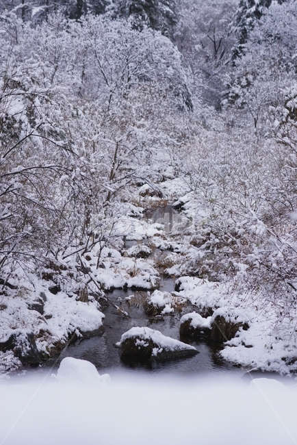 수목원,눈,냇물,시냇물,계곡,설경,하얀색,겨울계곡,겨울시냇물,nature,자연,outdoors,옥외,snow