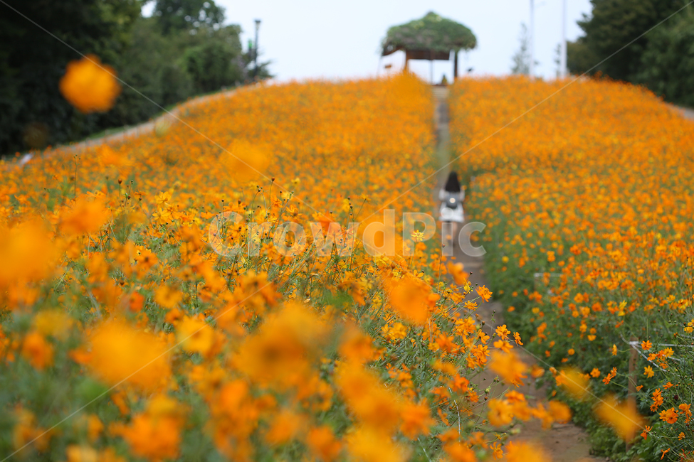 들꽃마루,올림픽공원,코스모스,노랑,노랑코스모스,cosmos,yellow,yellowcosmos,park,가을,계절,fall,autumn,season,식물,자연,plants,nature,꽃,flower,사람,인물,인간,human,person,여성,여자,woman,female,lady,field,들,outdoors,옥외,grassland,목초지