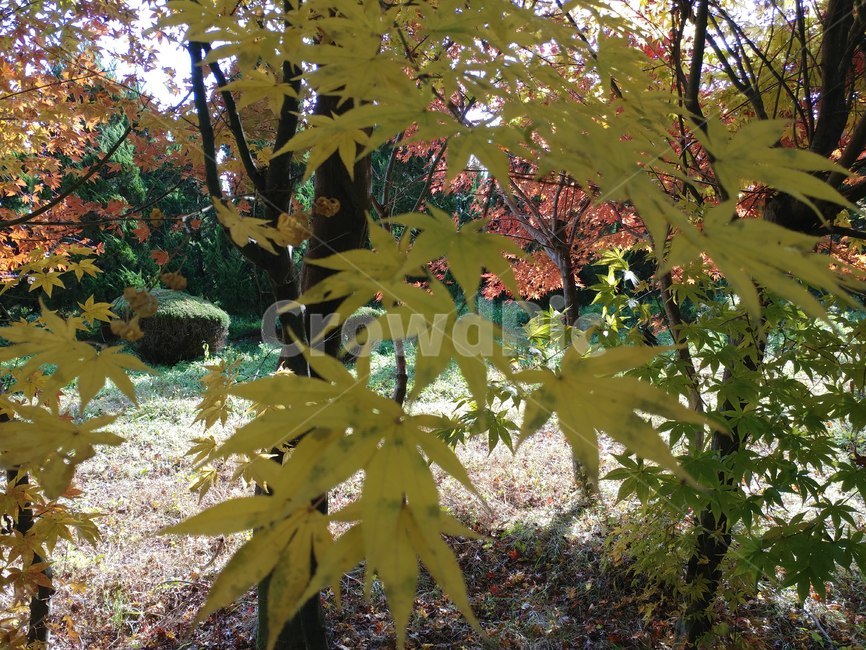 단풍,가을단풍,가을,엽록소,maple,plant,식물,leaf,잎,tree,나무,가을,계절,fall,autumn,season