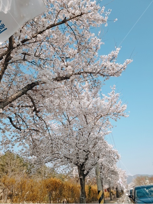 plant,식물,봄,spring,벚꽃,사랑,스무살,맑음,하늘,봄바람
