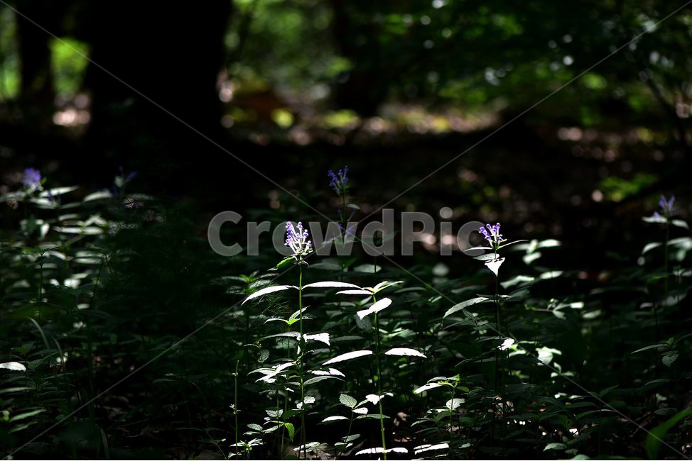 광릉골무꽃,꿀풀과,골무꽃속,야생화,봄,꽃,plant,wild,flower,자연,생태,식생,풀꽃,식물,자연,plants,nature,꽃,flower
