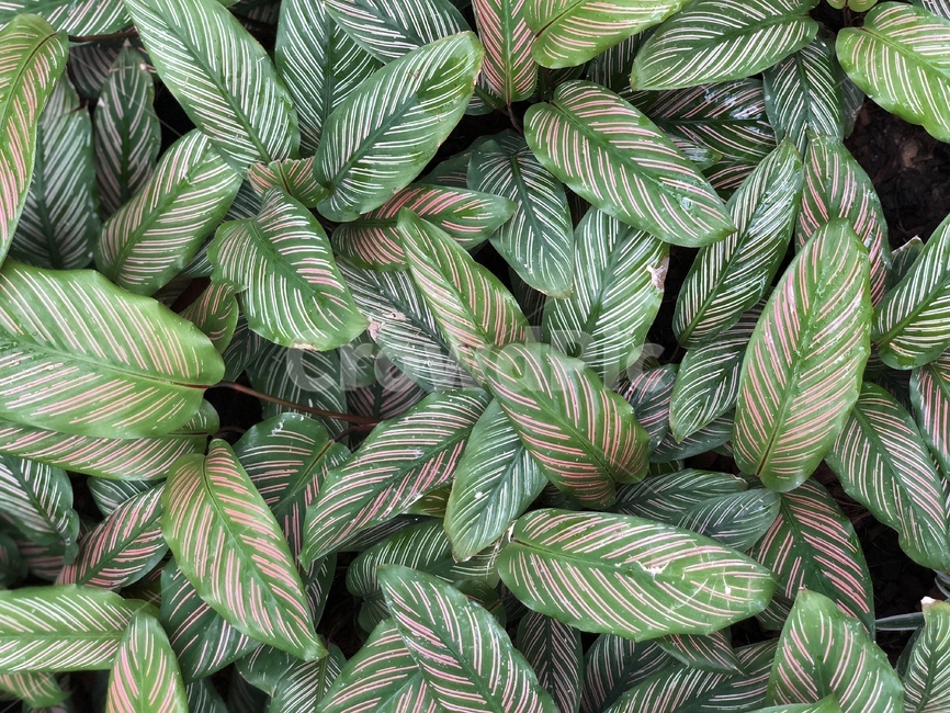 나뭇잎,싱그러운,여름,초록,잎,식물,자연,plants,nature